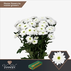 Chrysanth Spray Commander 70cm 90gr.