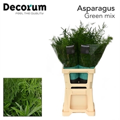 Asparagus Mix 65cm