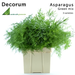Asparagus Mix 65cm