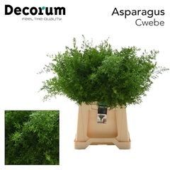 Asparagus Densiflorus Cwebe 50cm