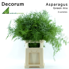 Asparagus Mix 85cm