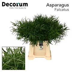 Asparagus Falcatus 45cm