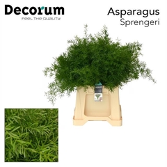 Asparagus Densiflorus Sprengeri 45cm