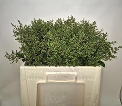 Ligustrum Ovalifolium Libelle 50cm