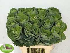 Brassica White Crane 65cm