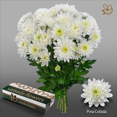 Chrysanth Spray Pina Colada 70cm 100gr.