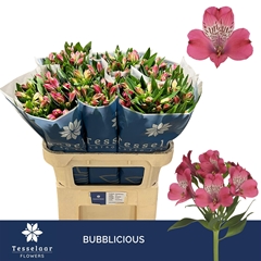 Alstroemeria Bubblicious 75cm 45gr.