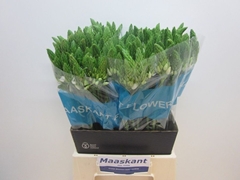 Ornithogalum Thyrsoides Mount Fuji 55cm
