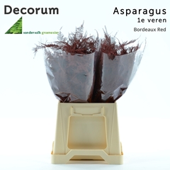 Asparagus Setaceus Painted Bordeaux 45cm