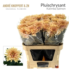 Chrysanth Single Kalimba Salmon 85cm 165gr.