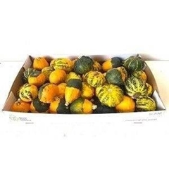 Cucurbita Pepo Warties Mix 7cm