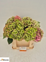 Hydrangea Royal Love Classic 50cm 17-19cm Hd