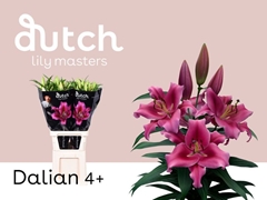 Lily Oriental Dalian 90cm 4+