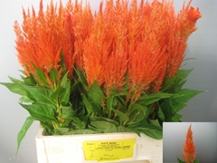 Celosia Apricot Brandy 65cm