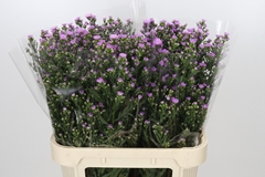 Aster Painted Lady 80cm 40gr.