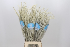 Amaranthus Lividus Yearming Desert 80cm