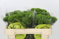 Dianthus Barb Kiwi Mellow 50cm