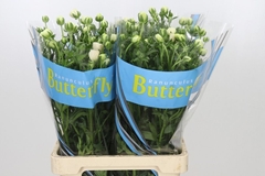 Ranunculus Butterfly Keramos 70cm 25gr.
