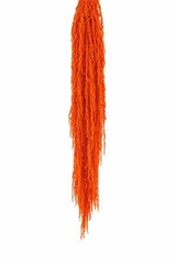Amaranthus Caudatus Orange Per Bunch 70cm