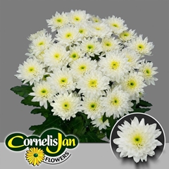 Chrysanth Spray Euro 70cm 105gr.