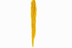 Amaranthus Caudatus Yellow Per Bunch 70cm