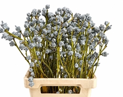 Eucalyptus Globulus Per Bunch 60cm 250gr.