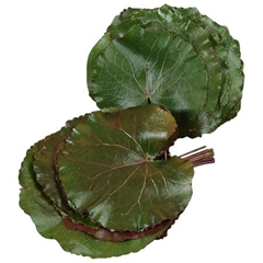 Galax Urceolata Per Bunch 20cm