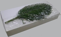 Phoenix Roebeleni Per Bunch 100cm