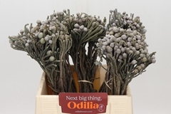 Brunia Laevis 40cm
