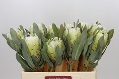 Protea Magnifica Polar Princess 50cm