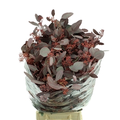 Eucalyptus Populus Berry Painted Per Bunch 70cm 250gr.