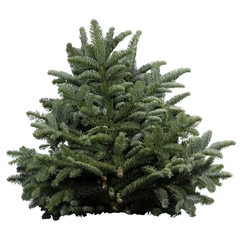Abies Nobilis Whiteband 5kg