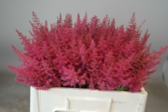 Astilbe Paul Gäarder 50cm
