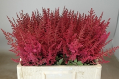 Astilbe Paul Gäarder 55cm