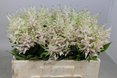 Astilbe Europa 50cm