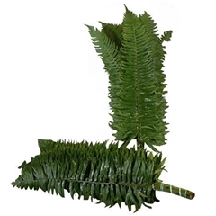 Polystichum Munitum Per Bunch 60cm
