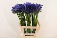 Agapanthus Uri 70cm