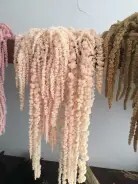 Amaranthus Caudatus Salmon Per Bunch 70cm