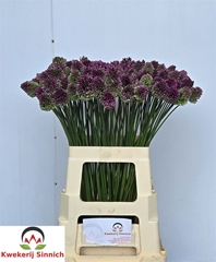 Allium Sphaerocephal 65cm