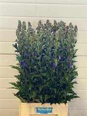 Aconitum Carmichaelii Arendsii 95cm