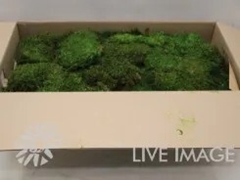 Flatmoss Preserved 2,5kg