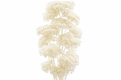Achillea Bleached Per Bunch 70cm