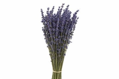 Lavandula Painted Dark Blue Per Bunch 45cm