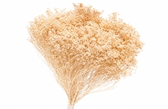 Broom Bloom Bleached Per Bunch 55cm