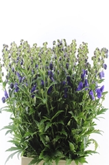 Aconitum Carmichaelii Arendsii 95cm