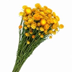 Helichrysum Yellow Per Bunch 50cm