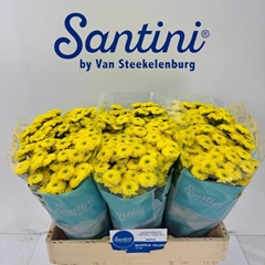 Chrysanth Santini Maverick Yellow 55cm 46gr.