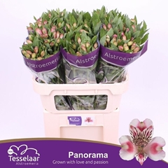 Alstroemeria Panorama 75cm 60gr.