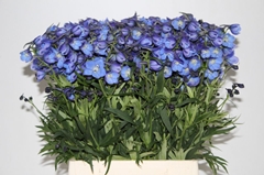 Delphinium Single Neds Dievera 50cm