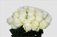Rosa Angel Kiss 50cm